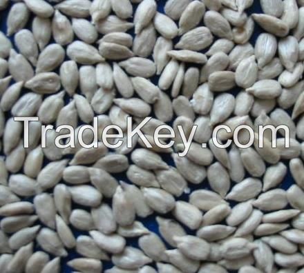 American sunflower seeds kernel