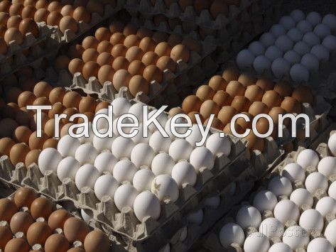 Top grade Fresh White and brown eggs