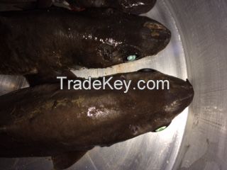 Shark liver oil