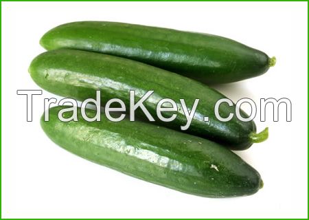 Fresh Cucumber