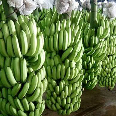 Fresh Green South Africa Banana  