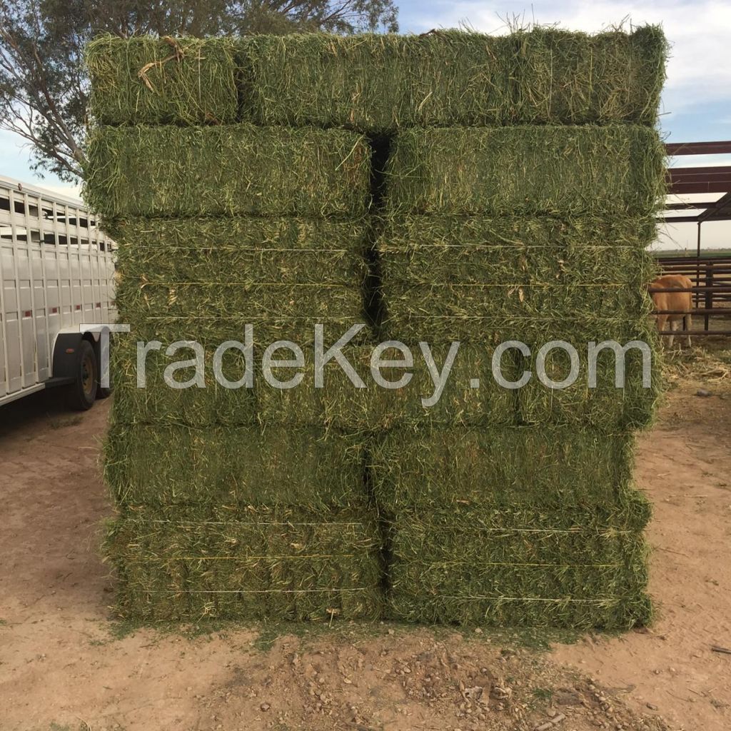 High Protein Alfalfa Hay Bales