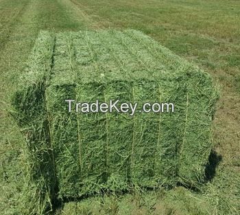 High Protein Alfalfa Hay Bales