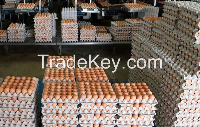 Fresh Brown and white standard eggs