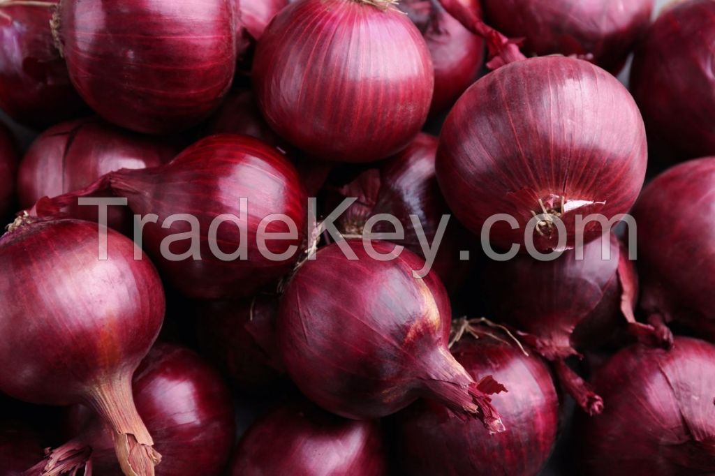 Fresh Red Onion 