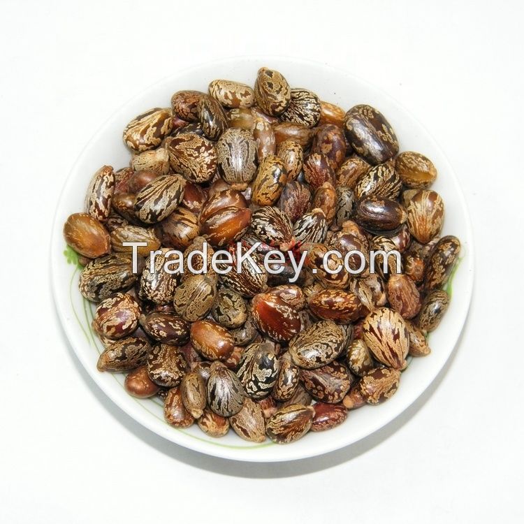 Traditional Castor oil seeds