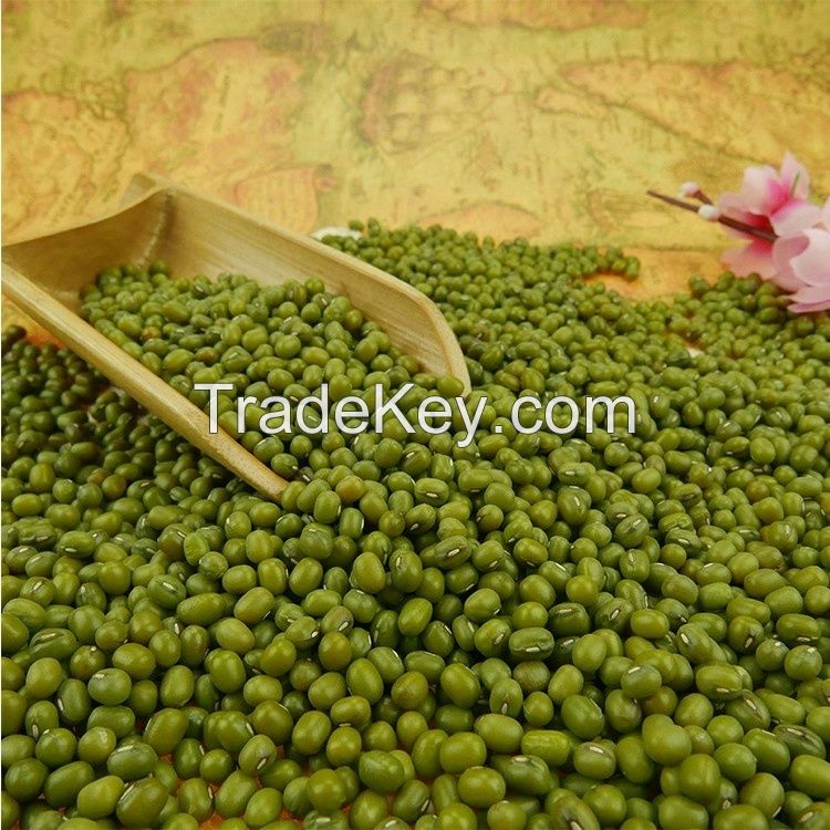 small size,2.6mm-3.5mm high quality moong dal price Green Mung Beans for sprouting