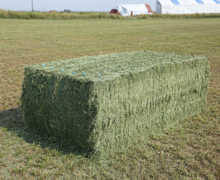 Animal Feed Grade Top Quality Alfalfa Hay Pellets For Sale Alfalfa Hay Pellets Good Prices