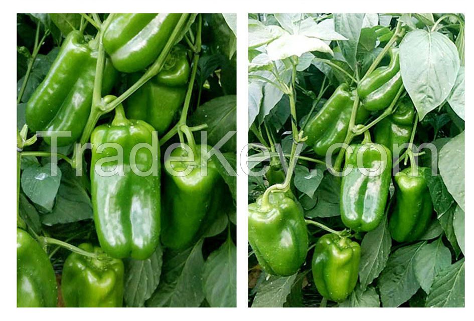 Fresh Capsicum/ Sweet pepper/ Color Sweet pepper