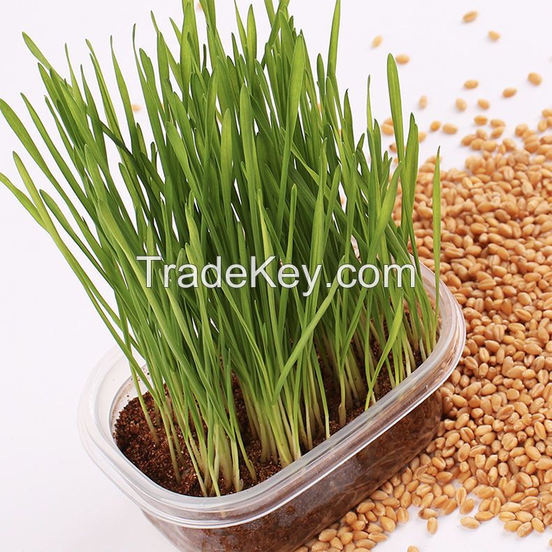 2022 Hot selling good quality fresh seeds organic plant seeds grass for cats catnip seeds