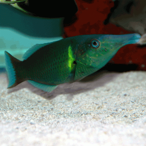 Marine Aquarium fish 