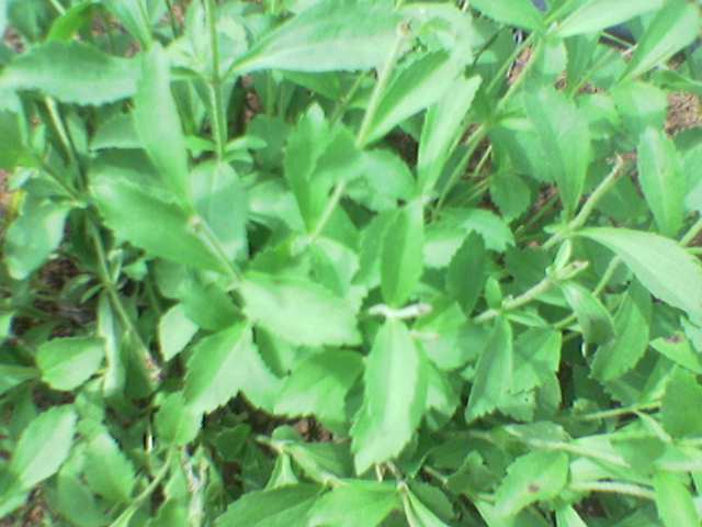 STEVIA