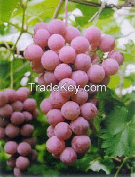 Manufacturer Pure Natural Grape Seed Extract/Grape Seed Extract Powder/Organic Grape Seed Extract 