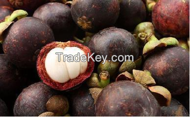                        See larger image      100% Pure Mangosteen fruit extract powder, mangosteen p.e., mangosteen fruit extract 