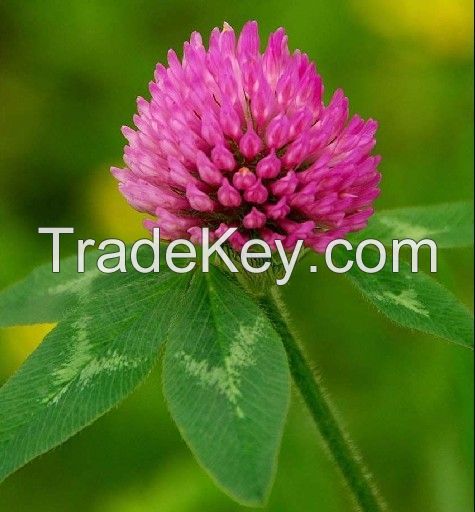 free sample chinese natural plant red clover extract powder