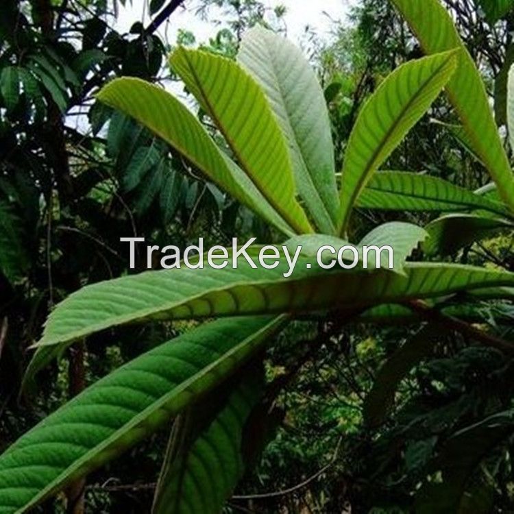 High Quality Loquat Leaf Powder Extract/Loquat Leaf P.E./Loquat Leaf Extract 