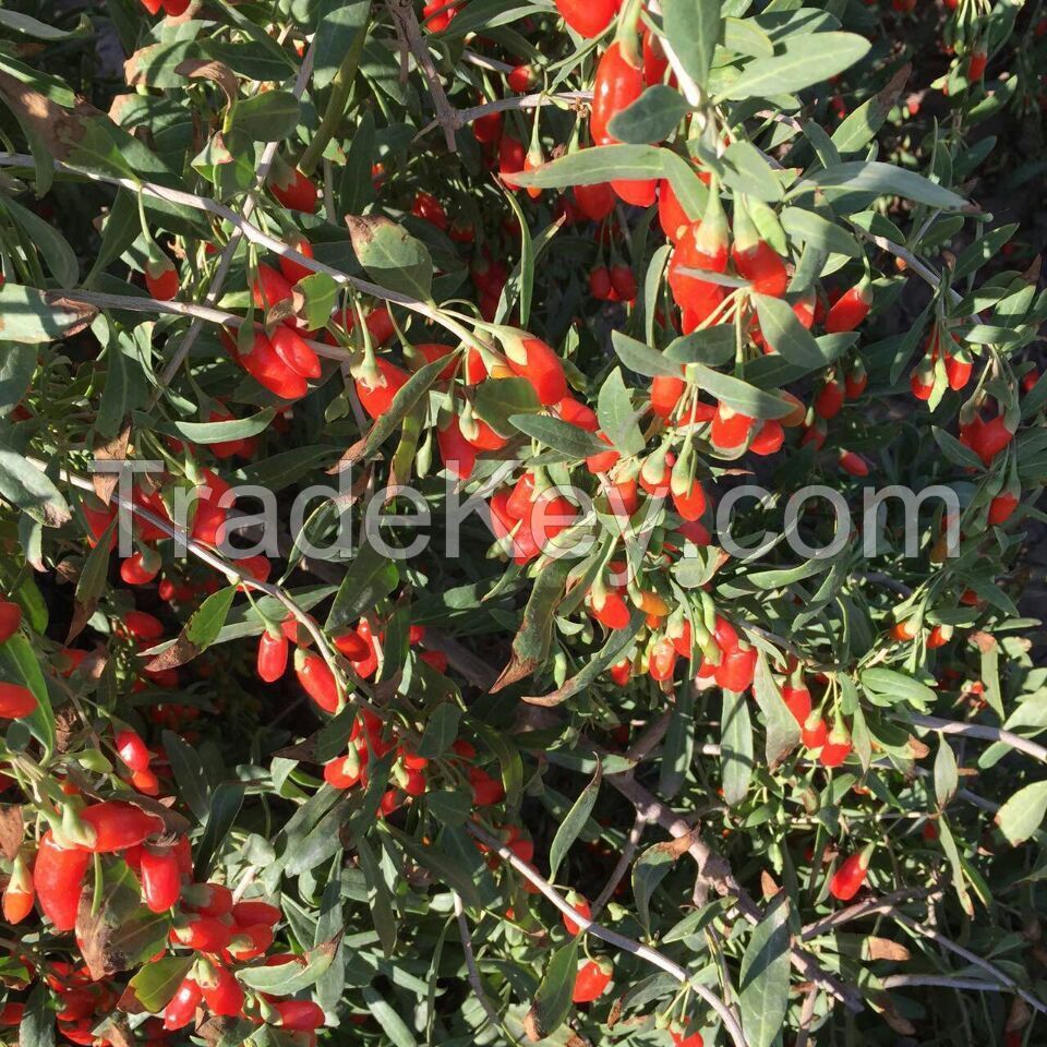 Dried Fruit Goji Berries Chinese Wolfberry