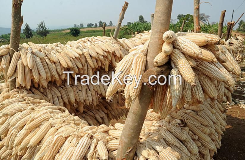 White Dry Maize