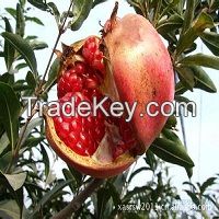 Ellagic Acid Price,Pomegranate Ellagic Acid 