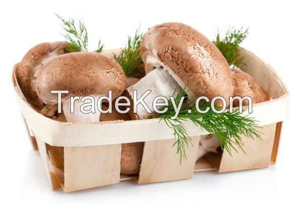 Boletus Mushrooms