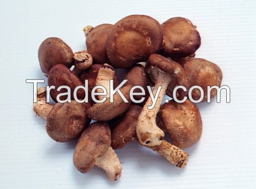 Shiitake Mushrooms  