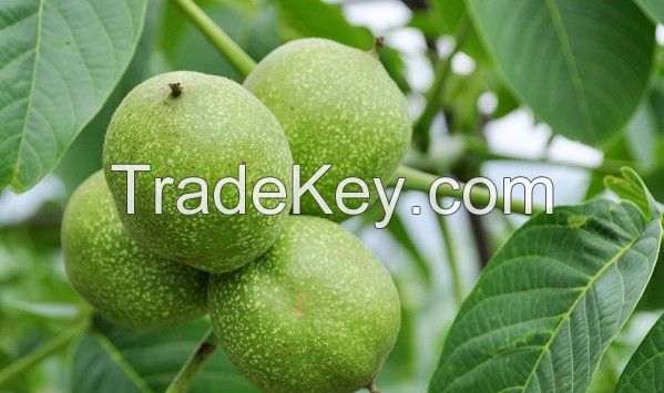 Sell  Organic Walnuts