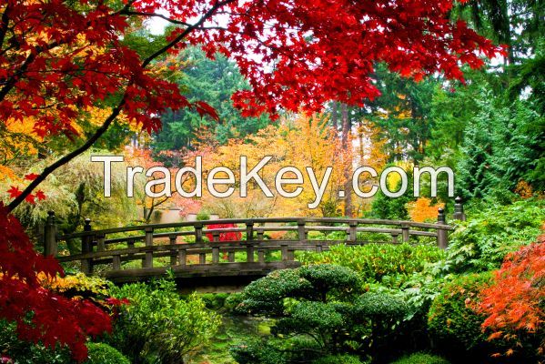 Wallpaper: Bridge in Japanese Garden, 350 cm x 260 cm