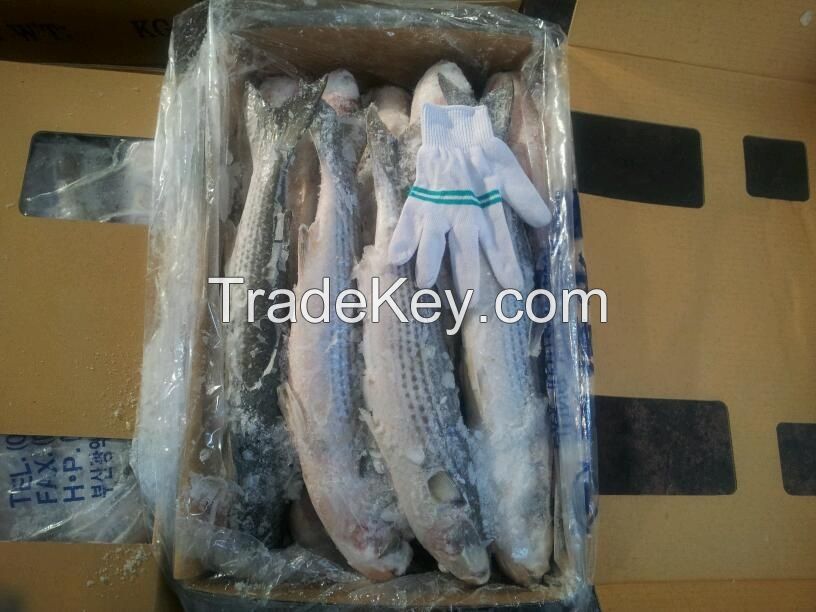 Frozen Grey mullet whole round