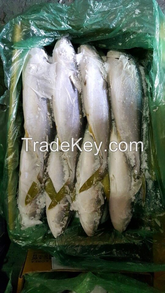 Frozen Yellow tail