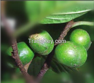 Pygeum Africanum Extract 