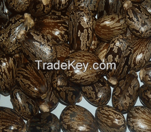 Castor Seed