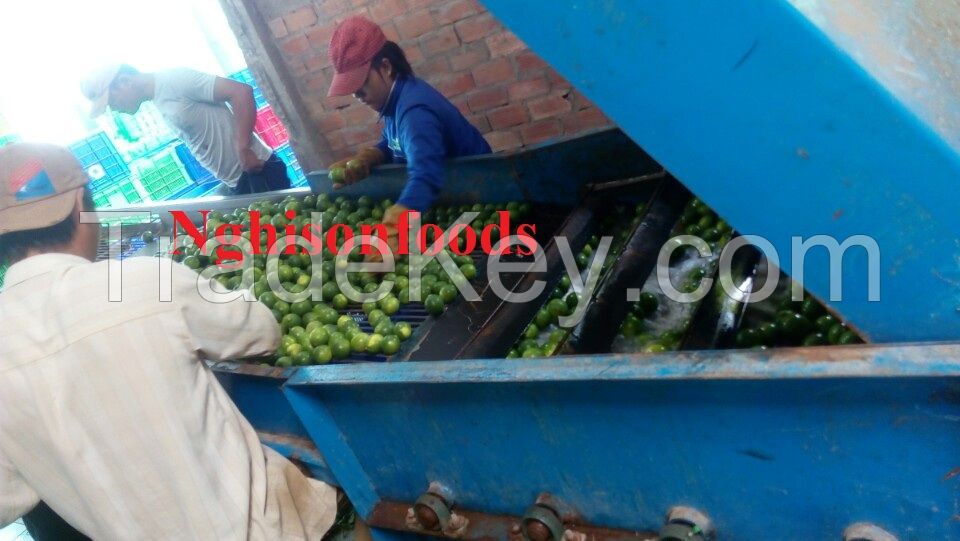 vietnam fresh lime seedless (+84342828779)