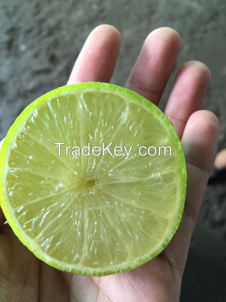 fresh lemon from vietnam (+841642828779)