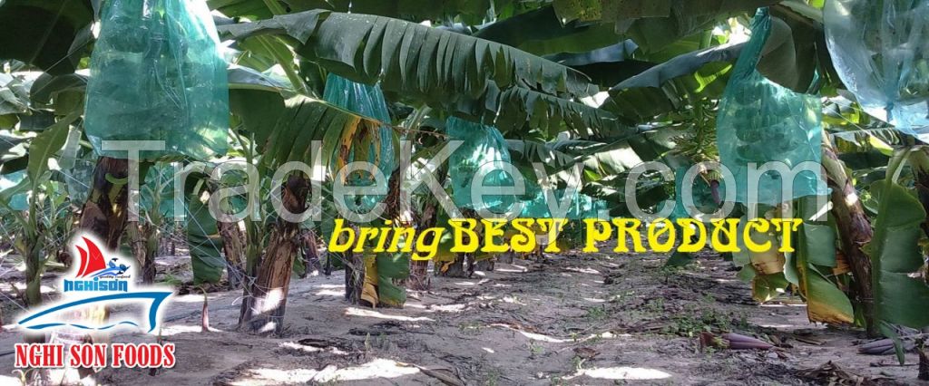 FRESH CAVENDISH BANANA (+84342828779)