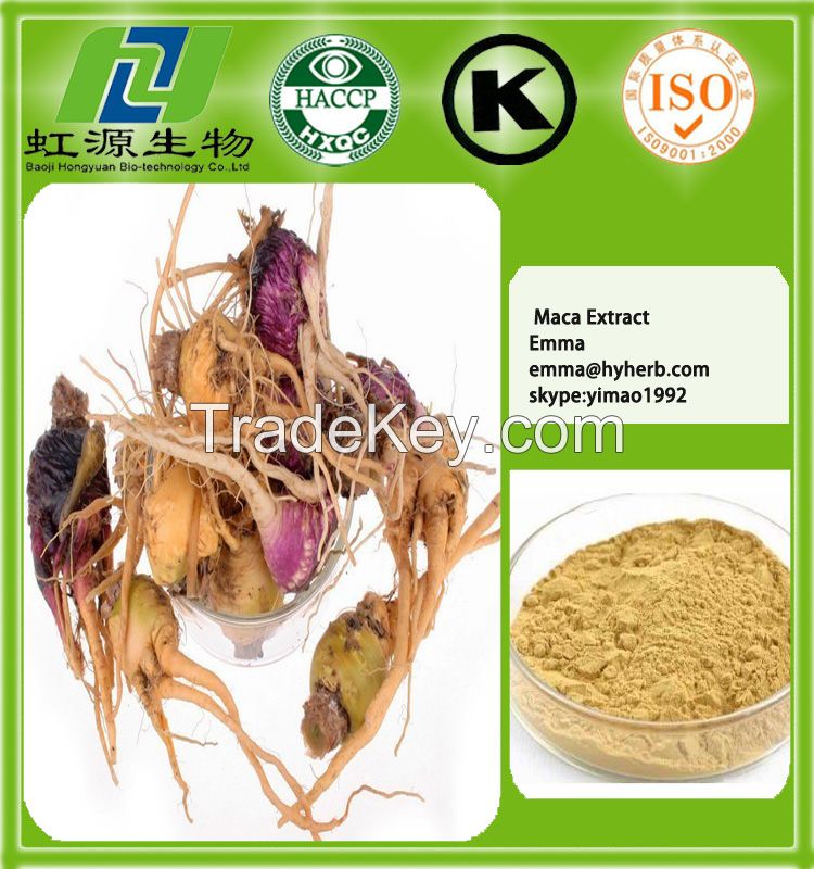 Herb Extract Maca Extract 4:1