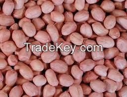 Groundnut