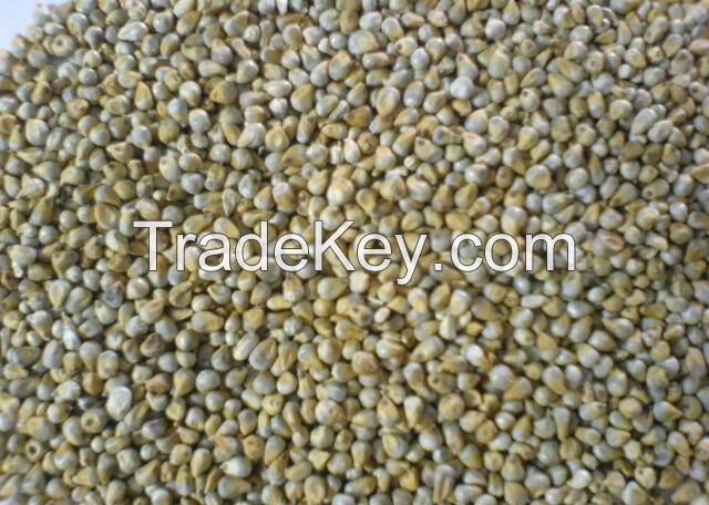 Green Millet