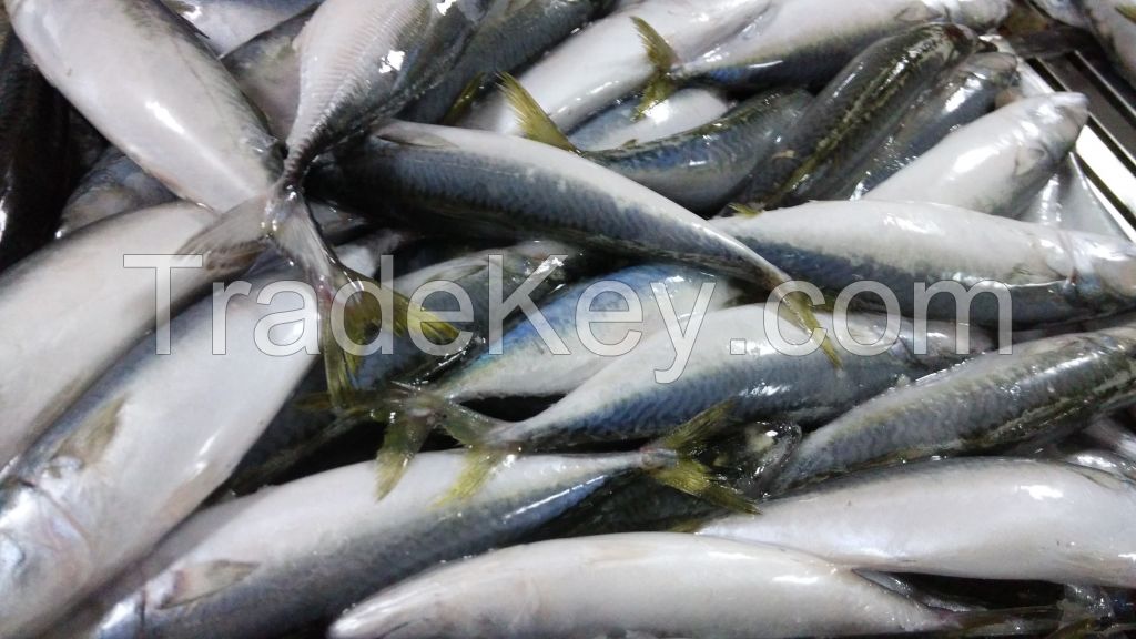 Frozen Pacific Mackerel