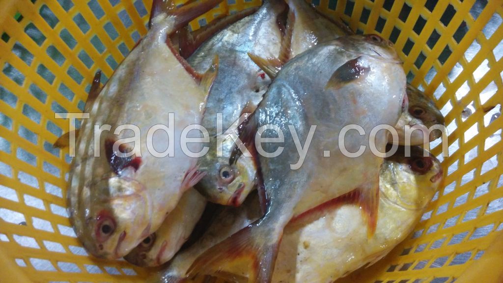 Golden Pomfret / Pomfret / Golden Pompano