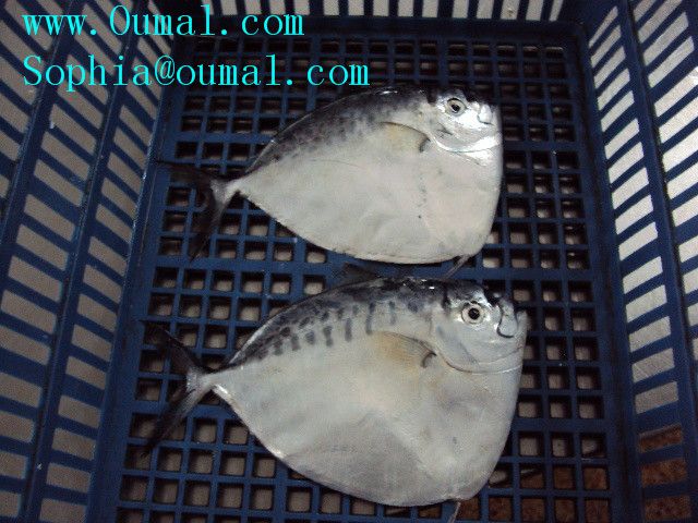 Paplet Fish