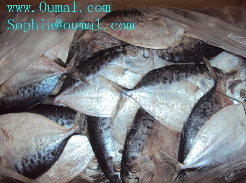Paplet Fish