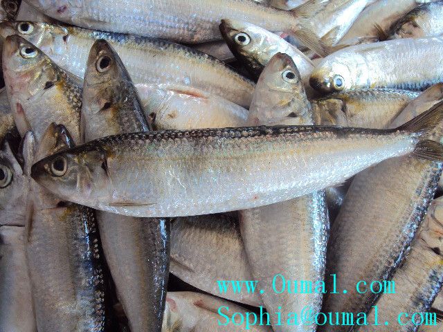 Frozen Sardine / Frozen Fish