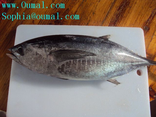 frozen big eye tuna