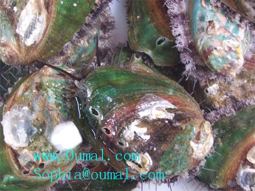 Abalone