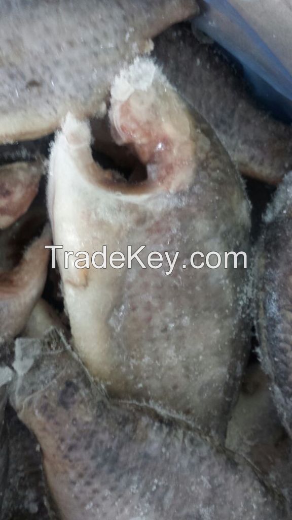 tilapia moon cut