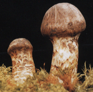 Tricholoma Matsutake