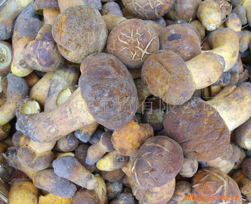 Yellow Boletus edulis