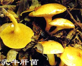 Milk Boletus edulis