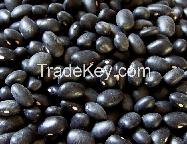 Black Kidney beans from Africa