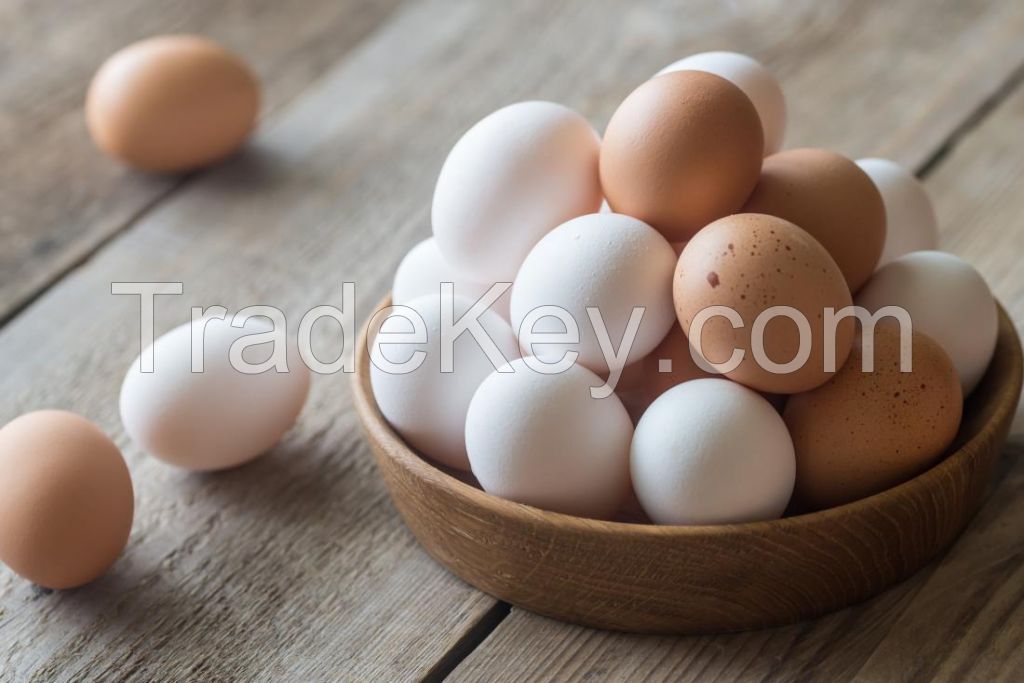 Best quality of Fertile Parrot Eggs for sale at wholesale prices